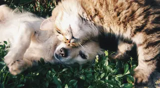 A fluffy tabby cat cuddles a small white dog lying in the grass, their faces pressed together.