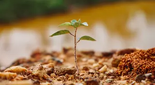 Close-up of a tiny green seedling sprouting from rocky, reddish-brown soil with a softly blurred background.