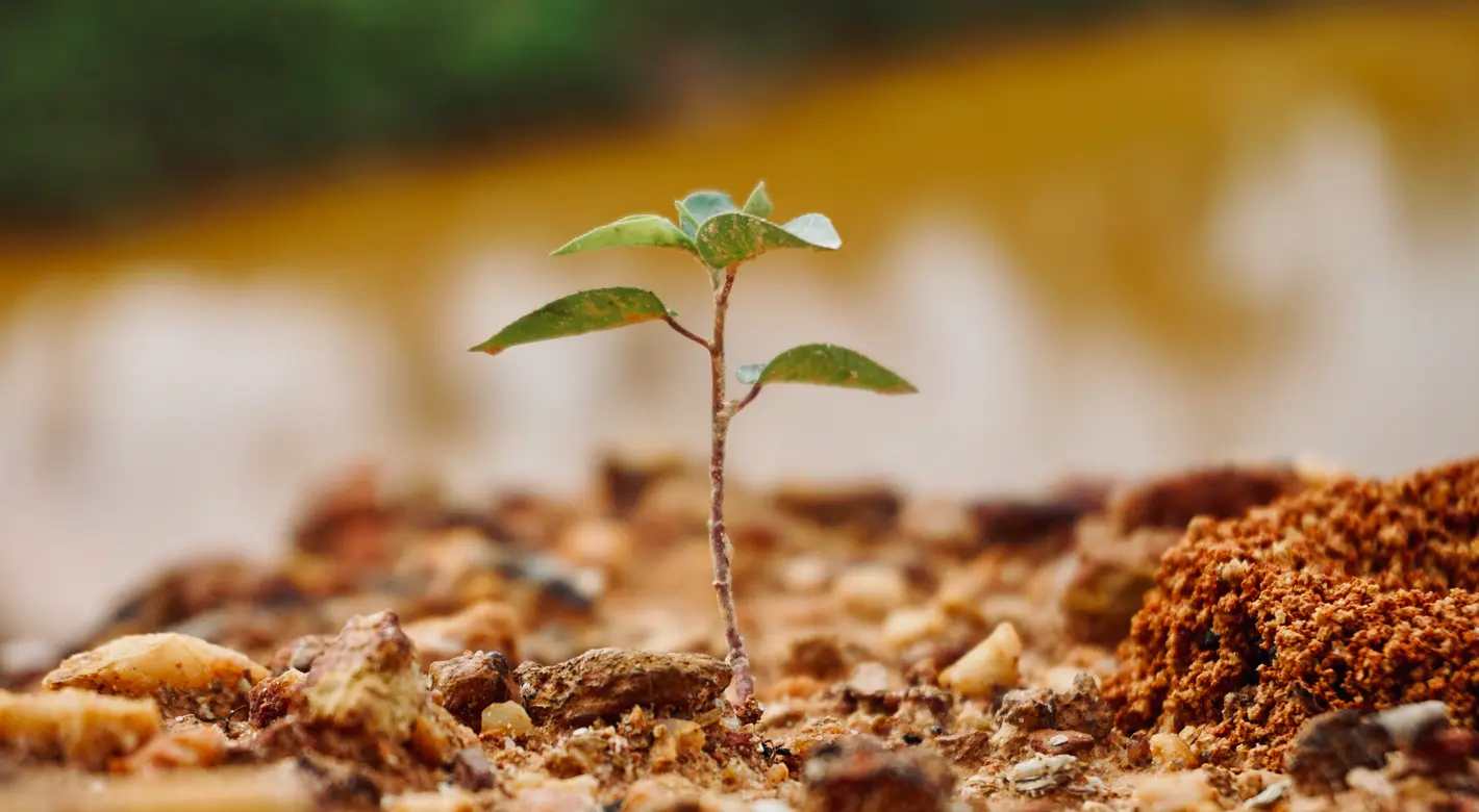 Close-up of a tiny green seedling sprouting from rocky, reddish-brown soil with a softly blurred background.