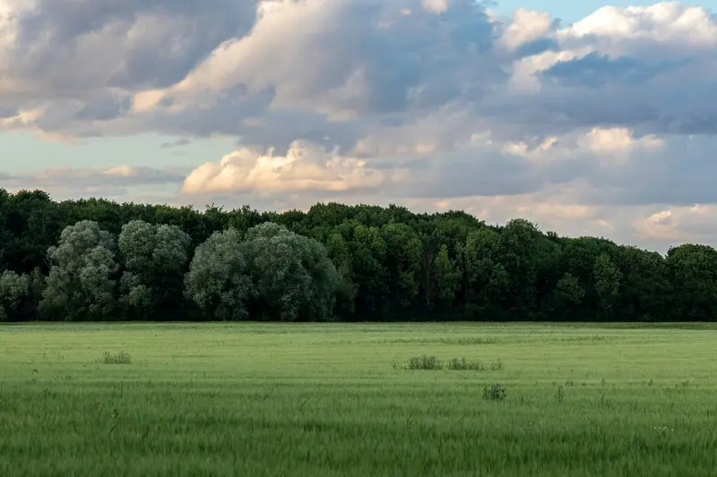 A wide green field stretches toward a dense tree line beneath dramatic, sunlit clouds in the sky.
