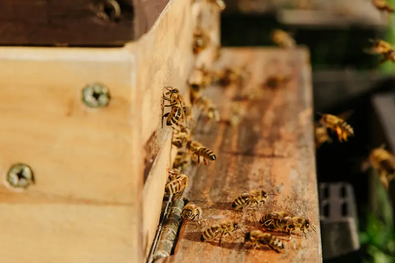Close-up of honeybees crawling and flying around the wooden entrance of a beehive in warm sunlight.
