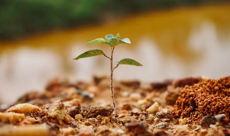 Close-up of a tiny green seedling sprouting from rocky, reddish-brown soil with a softly blurred background.