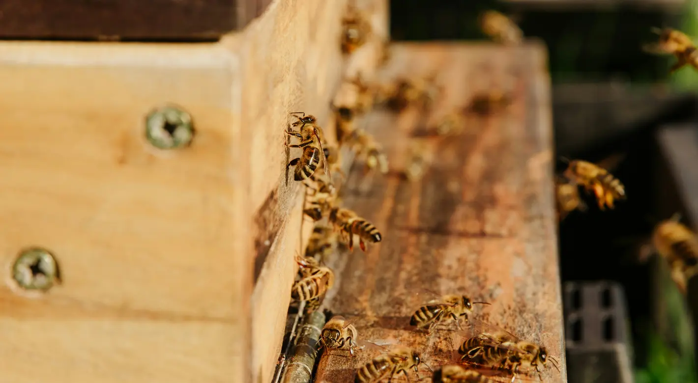 Close-up of honeybees crawling and flying around the wooden entrance of a beehive in warm sunlight.